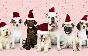 Image result for Happy Holidays Puppies