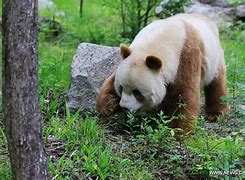 Image result for Rare Giant Pandas