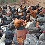 Image result for Saga Farming in Kenya