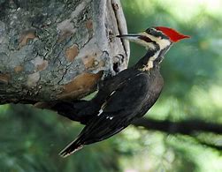 Image result for Campephilus imperialis
