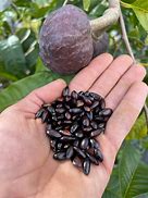 Image result for Red Custard Apple