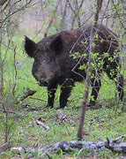 Image result for Wild Hogs in Houston