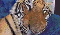 Image result for Crying Tiger Meme