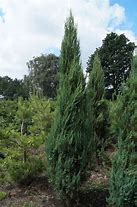 Image result for Juniperus scopulorum Blue Arrow
