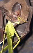 Image result for Eating a Bat
