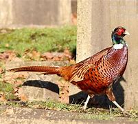 Image result for pheasant photos