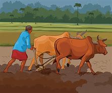 Image result for Cow Farmer