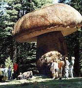 Image result for 2400 Year Old Mushroom