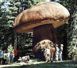Image result for Largest Mushroom On Earth