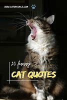 Image result for Funny Cat Quotes and Sayings