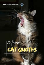 Image result for Funny Cat Sayings