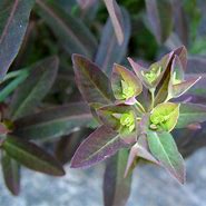 Image result for Euphorbia dulcis Chameleon