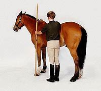 Image result for Horse Height Conversion Chart