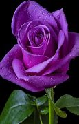 Image result for Real Dark Purple Roses