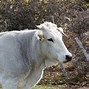 Image result for Marchigiana Cattle