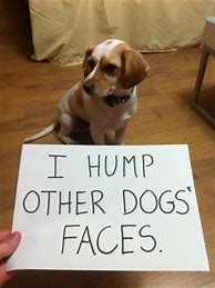 Image result for Funny Dog Quotes and Sayings