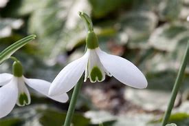 Image result for Galanthus Silver Wells