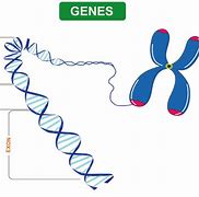 Image result for Difference Between Genes and Chromosomes