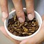 Image result for Edible Cricket Snacks