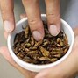 Image result for Edible Crickets