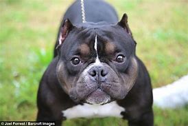Image result for Miniature Pit Bull Terrier