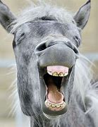 Image result for Funny Animals Horse