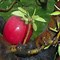 Image result for Beautiful Apple Tree