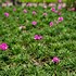 Image result for Armeria maritima Rosea Compacta