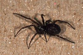 Image result for Harmless Spiders