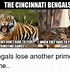 Image result for Bengals Meme Monday