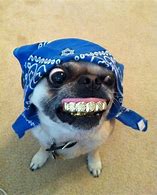 Image result for Funny Gangster Dog
