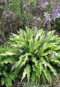 Image result for Hosta Curly Fries