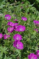 Image result for Geranium sanguineum ‘New Hampshire Purple’