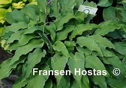 Image result for Hosta Atomic Elvis