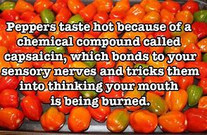 Image result for Crazy Food Facts
