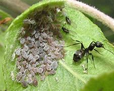 Image result for Anna Apple Tree Insects