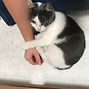 Image result for Mew Cat Meme