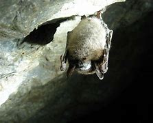 Image result for Bat Cave Band
