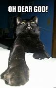 Image result for Oh My God Cat
