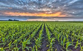 Image result for Farm Crops List