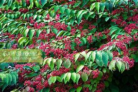 Image result for Viburnum plicatum Cascade