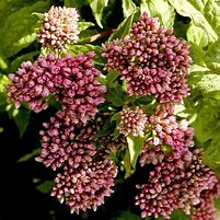 Image result for Eupatorium capillifolium Elegant Plume