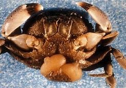 Image result for Crabs Infection