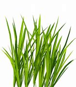 Image result for 2D Grass Texture PNG