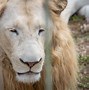 Image result for A White Lion