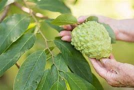 Image result for Custard Apple Nutrition