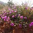Image result for Wildflowers Sedona Arizona