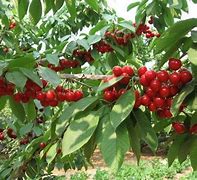 Image result for cherry red musang