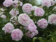 Image result for Paeonia lactiflora White Sarah Bernhardt (r)