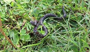 Image result for Smallest Snake in the World
